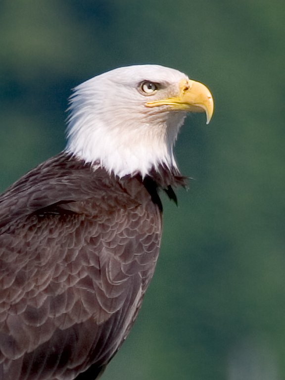 Closeup of bald eagle, Petersburg.  Click for next photo.