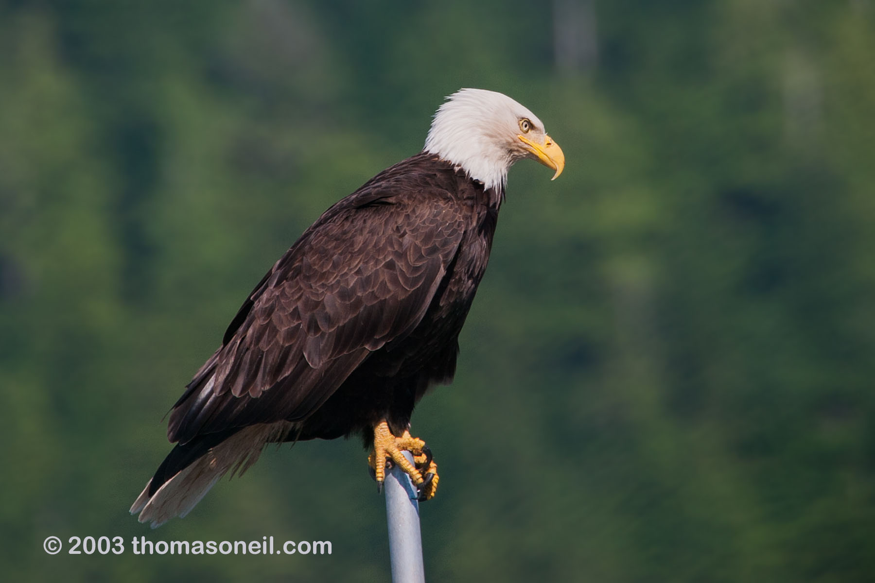 Bald eagle in Petersburg, Alaska, 2003.  Click for next photo.
