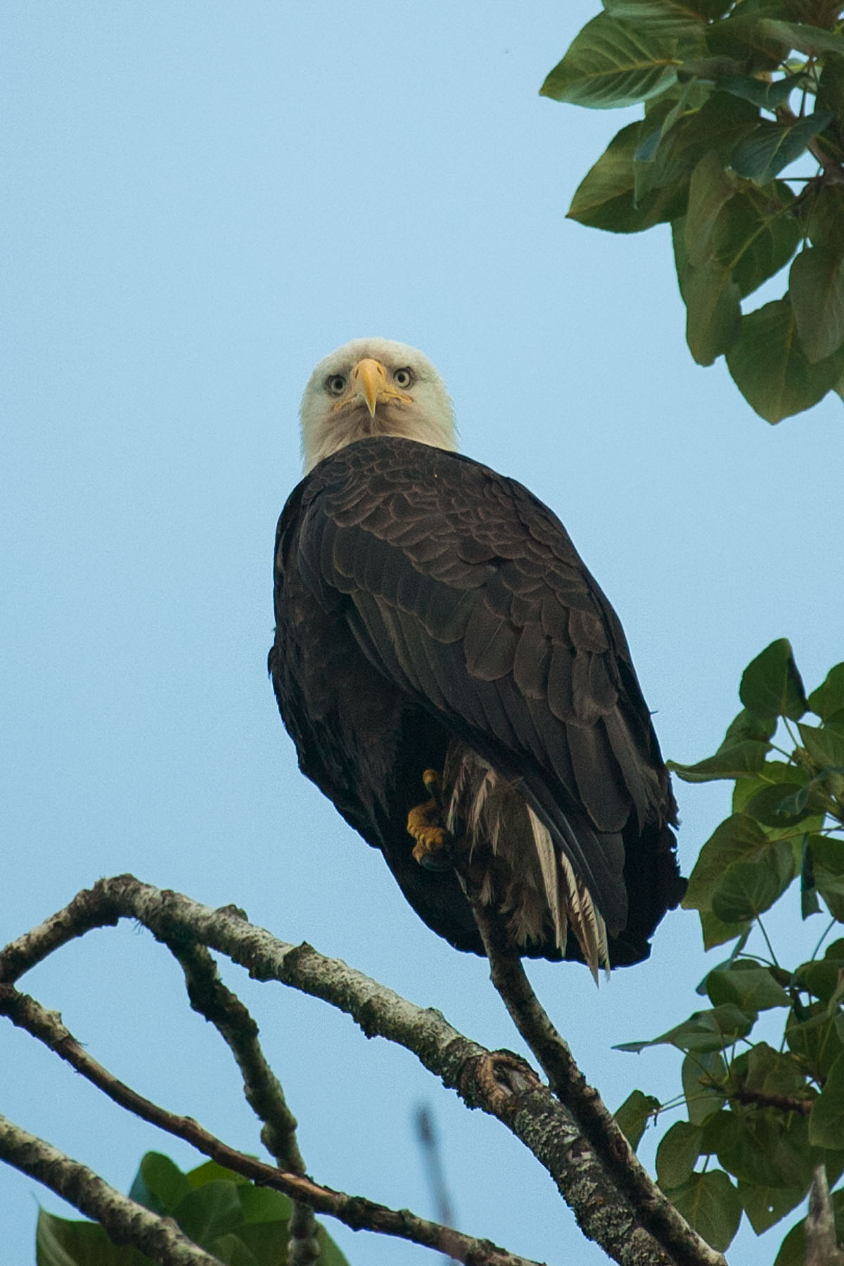 Bald eagle in Petersburg.  Click for next photo.
