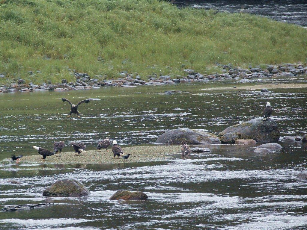 Not a great photo but there are eight bald eagles in this image taken near the boat landing at Anan Creek, Alaska.  Unfortunately our path didn't take us any closer.  Click for next photo.