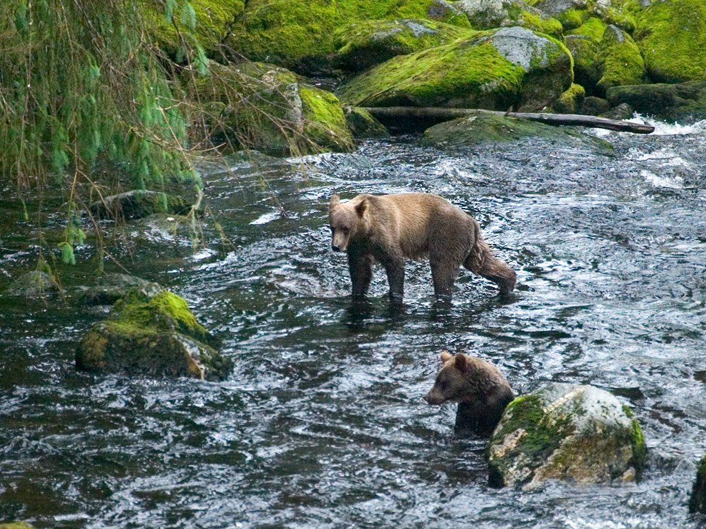 Brown bear juveniles head downstream, Alaska.  Click for next photo.