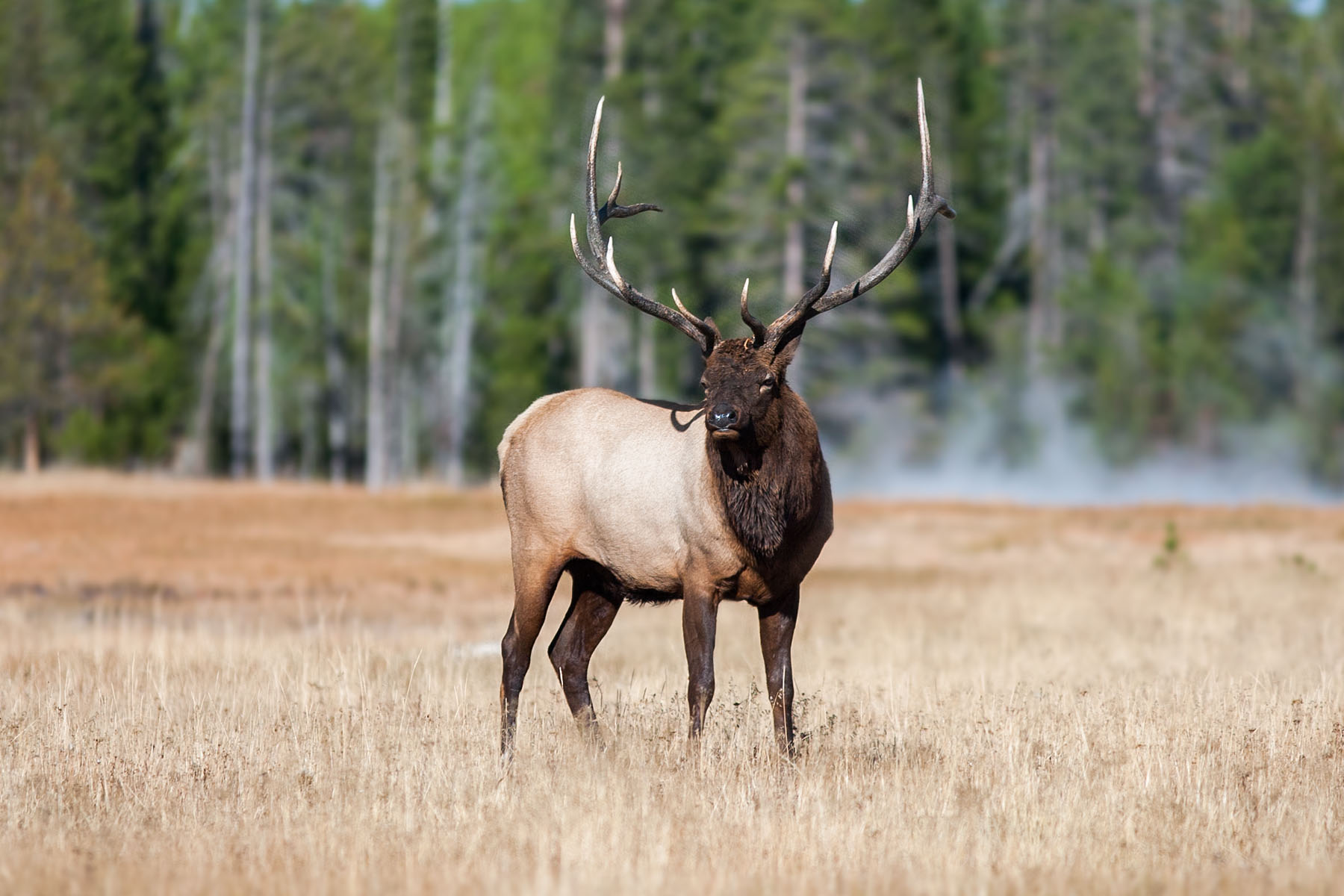 Bull elk scans the horizon in Yellowstone, 2003.  Click for next photo.