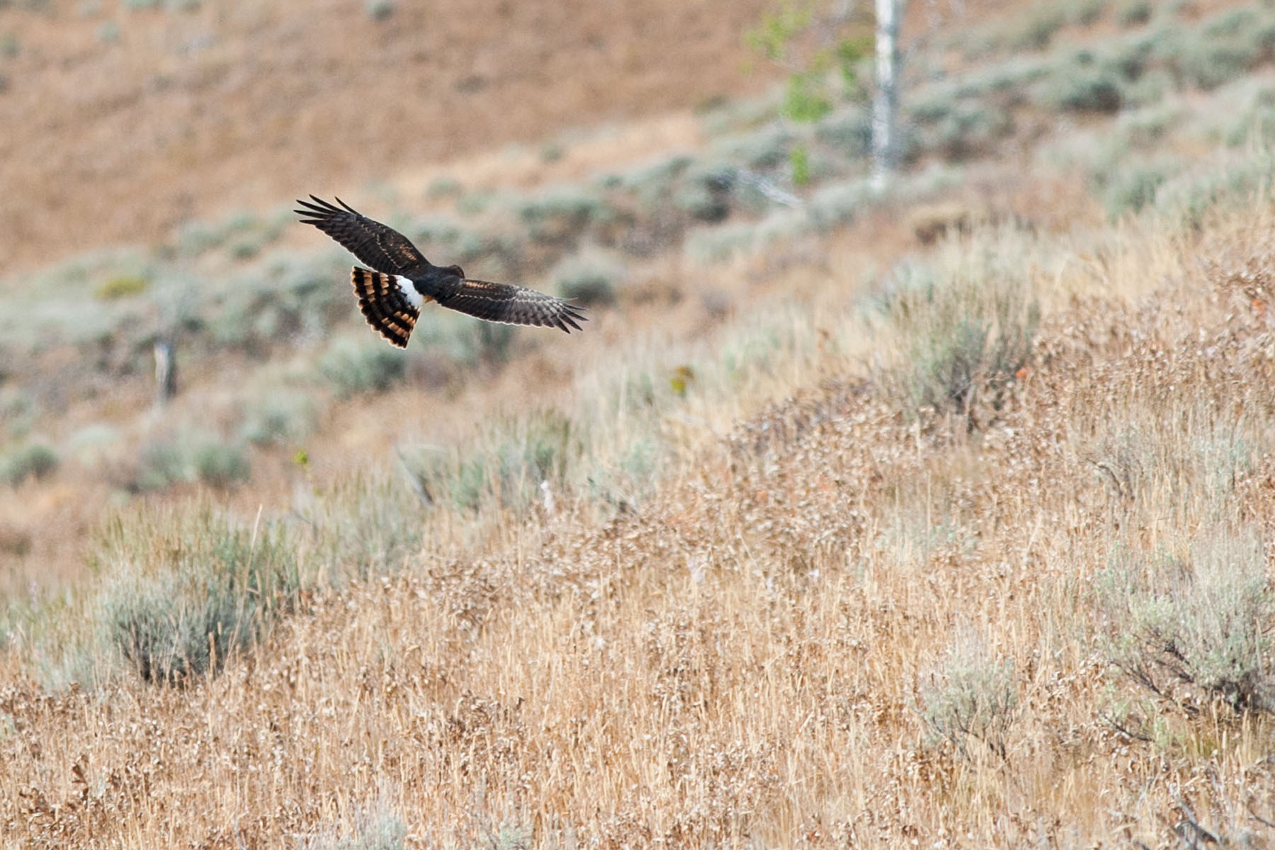 Harrier hawk, Yellowstone.  Click for next photo.