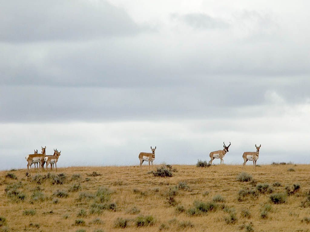 Pronghorns on the horizon, Montana.  Click for next photo.