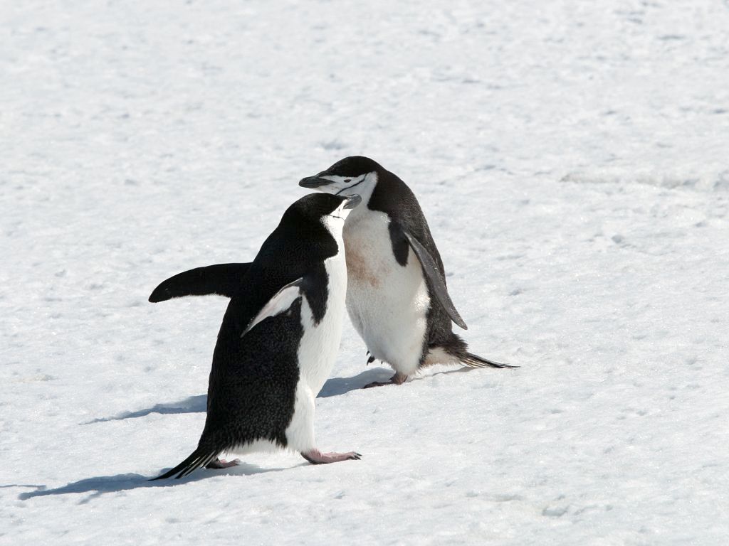 Chinstrap penguins, Robert Island.  Click for next photo.