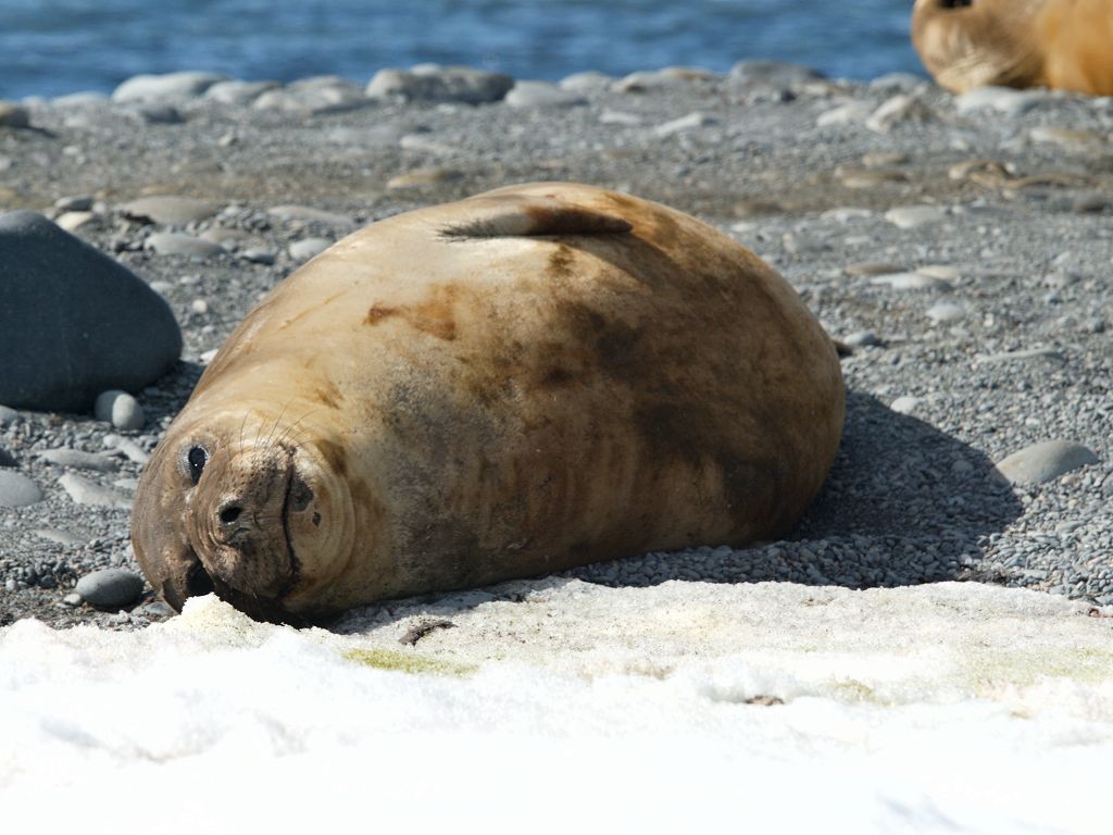 Elephant seal, Robert Island.  Click for next photo.