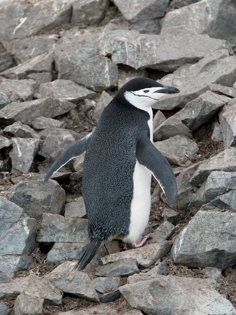 Chinstrap penguin, Half Moon Island.  Click for next photo.