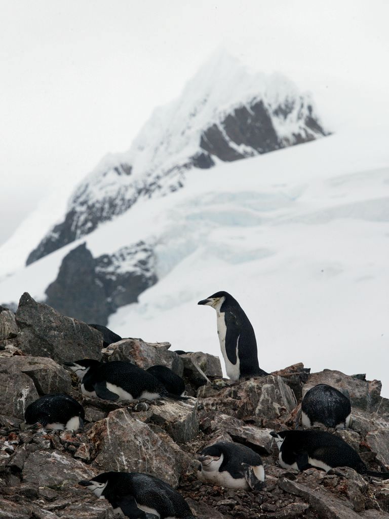 Chinstrap penguin, Half Moon Island.  Click for next photo.