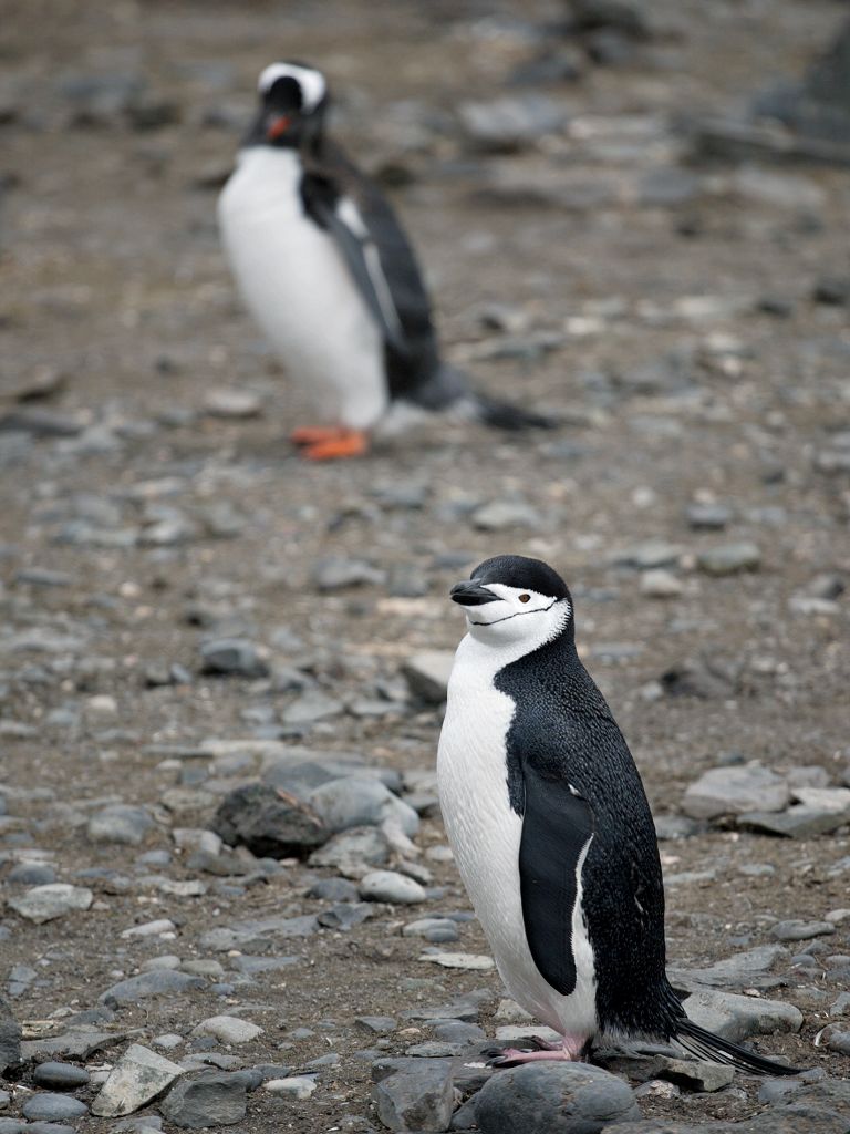 Chinstrap penguin with a gentoo in the background, Hannah Point.  Click for next photo.