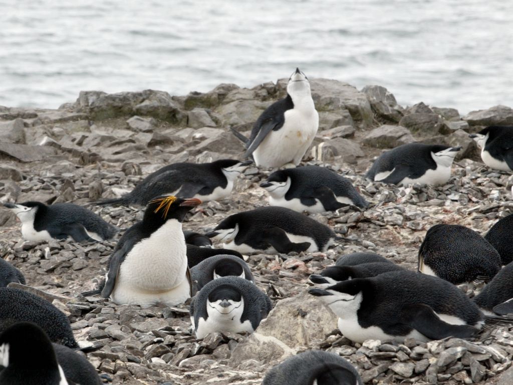 Another example of different types of birds nesting together, a macaroni penguin mixed in with the chinstraps, Hannah Point.  Click for next photo.
