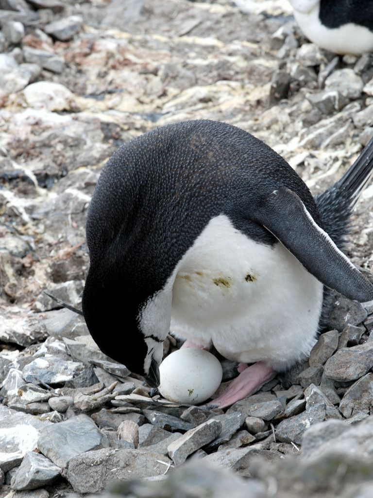 If you are not careful, this is what happens.  Chinstrap with eggs, Hannah Point.  Click for next photo.