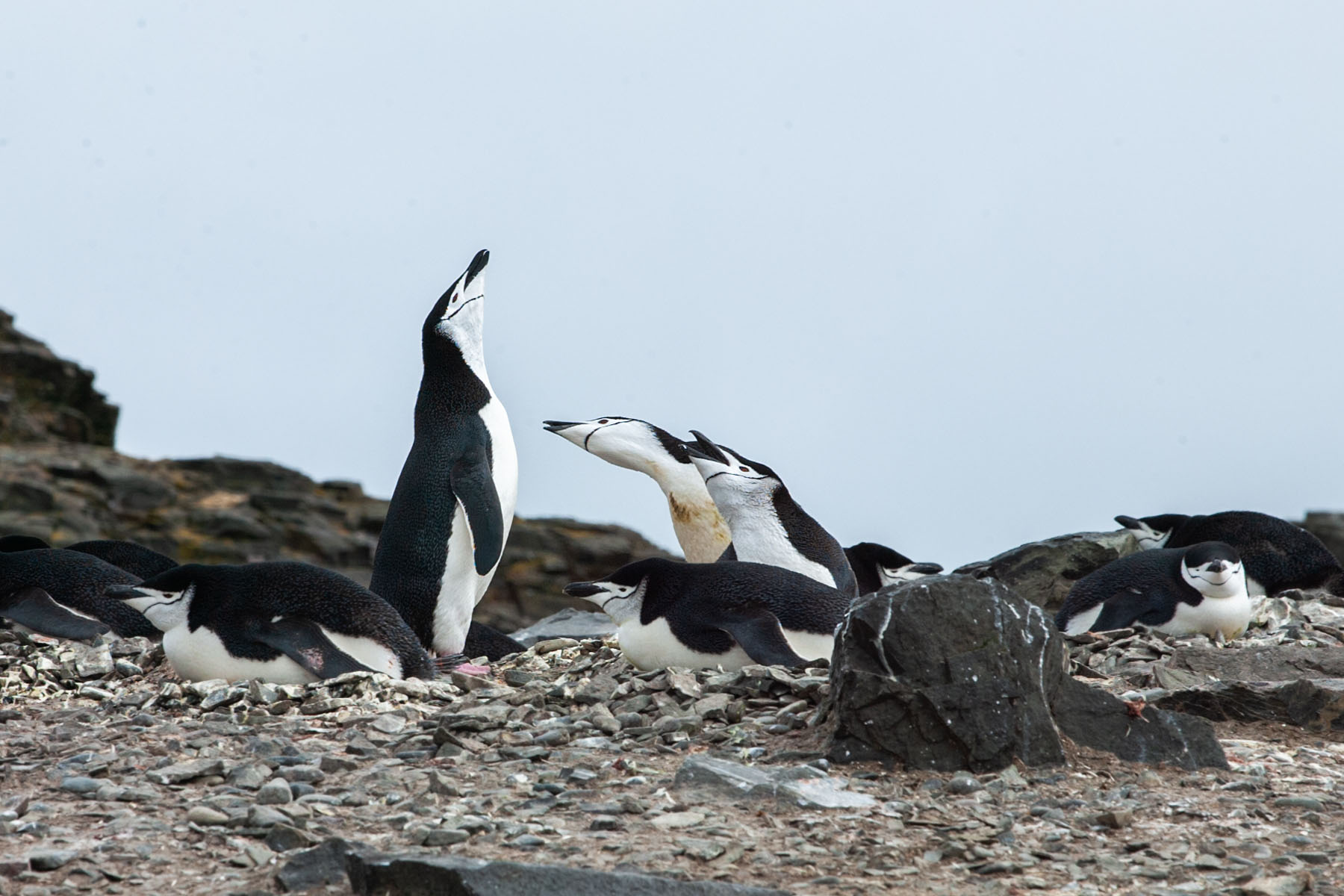 Chinstrap penguins, Hannah Point.  Click for next photo.