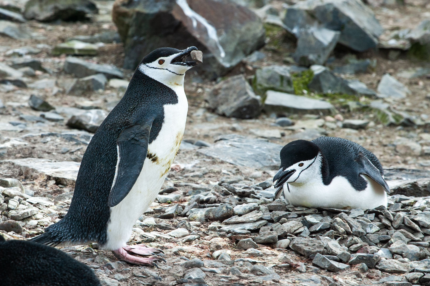 Chinstrap penguin with a rock for nesting, Hannah Point.  Click for next photo.