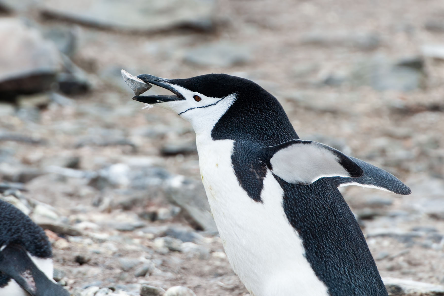 Chinstrap penguin with a rock for nesting, Hannah Point.  Click for next photo.