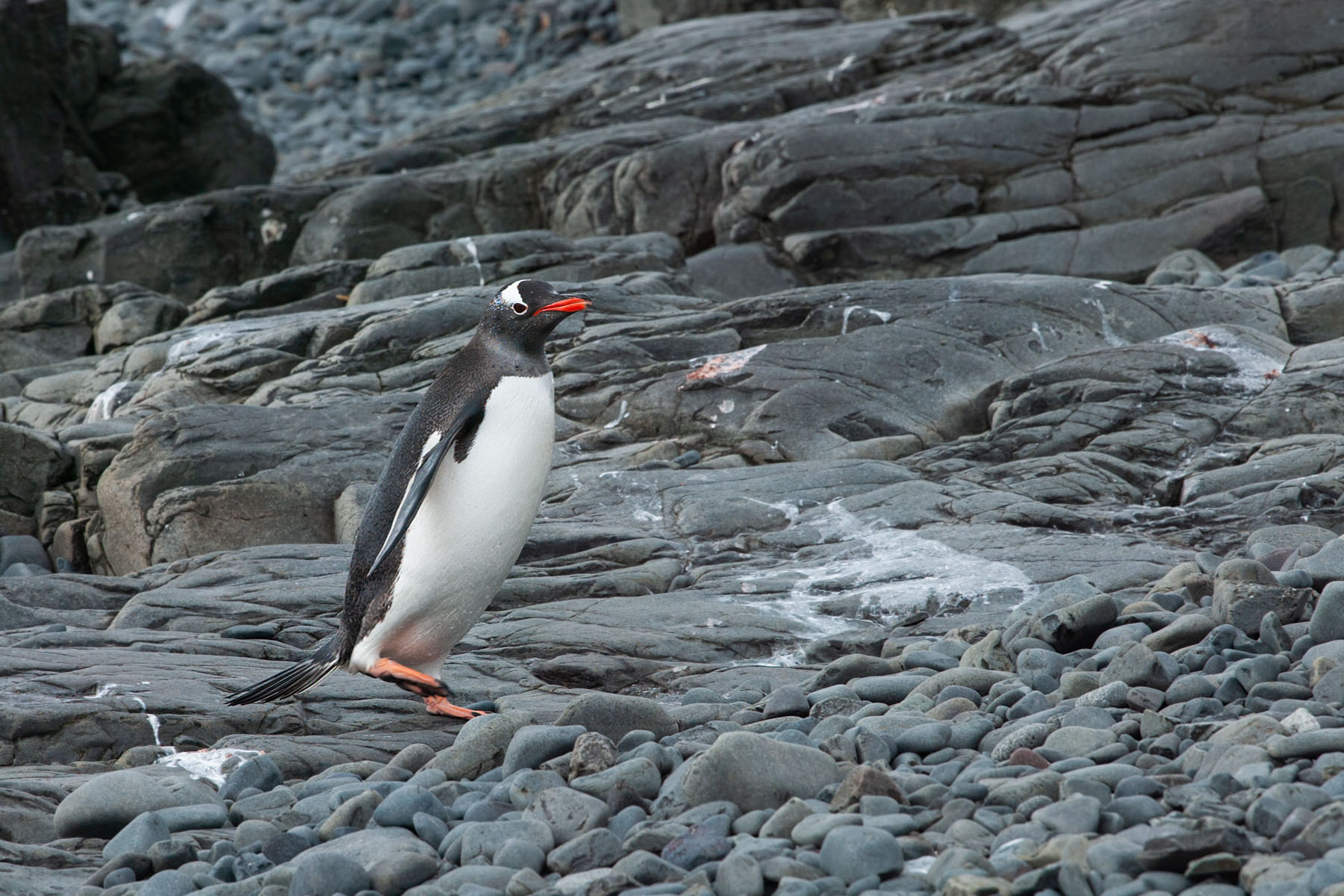 Gentoo, Hannah Point.  Click for next photo.