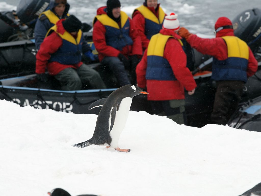 A gentoo looks like he wants to catch a ride in the Zodiac, Cuverville Island.  Click for next photo.