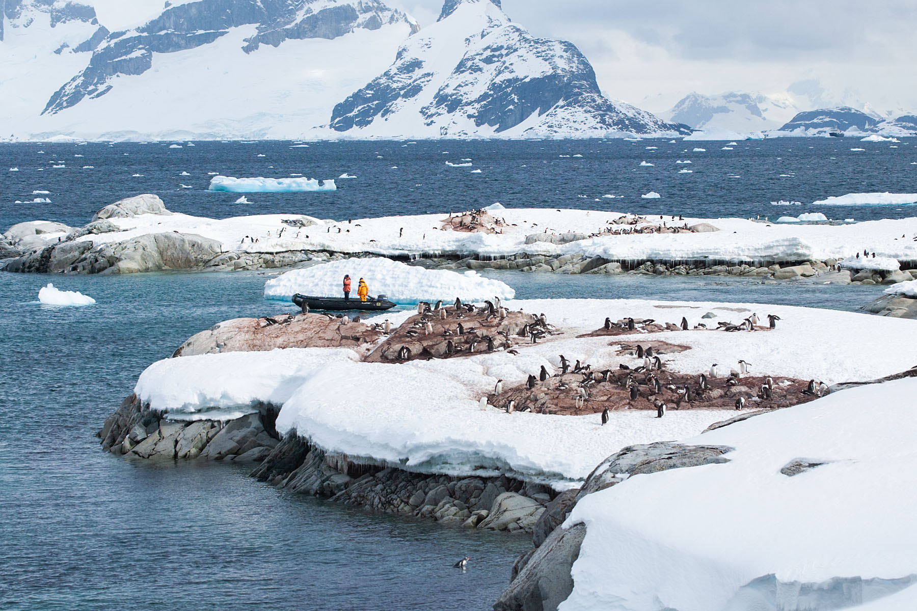 Penguin colony, Petermann Island.  Click for next photo.