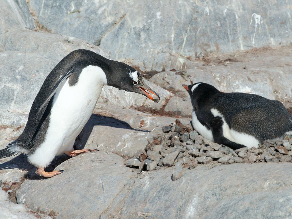 Penguins spend a lot of time finding rocks for their nests, Jougla Point.  Click for next photo.