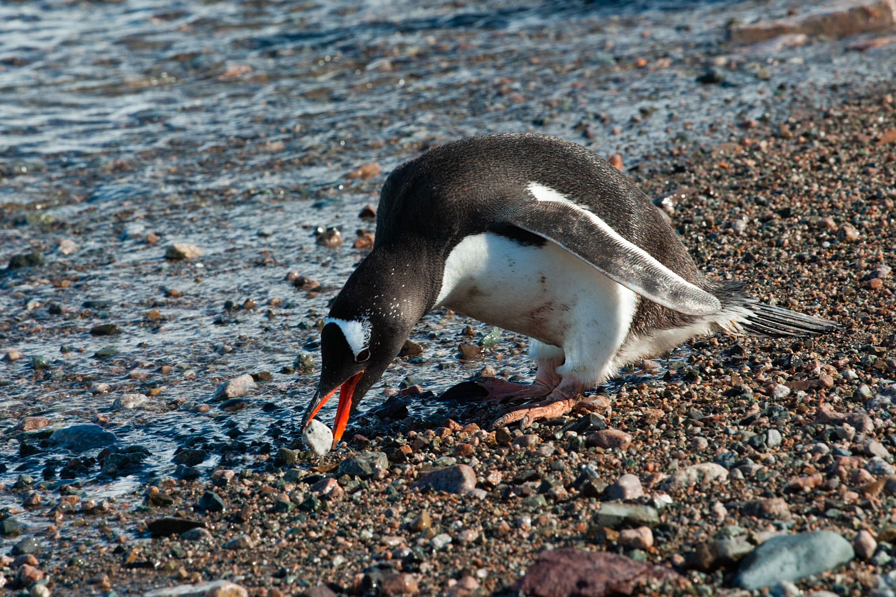 Gentoo picks up a rock for nesting, Neko Harbor on the Antarctic continent.  Click for next photo.