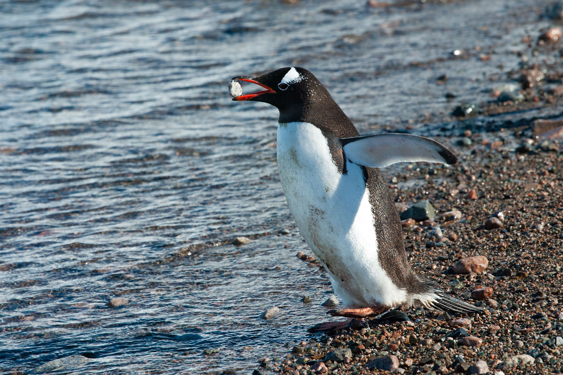 Gentoo with a rock, Neko Harbor on the Antarctic continent.  Click for next photo.