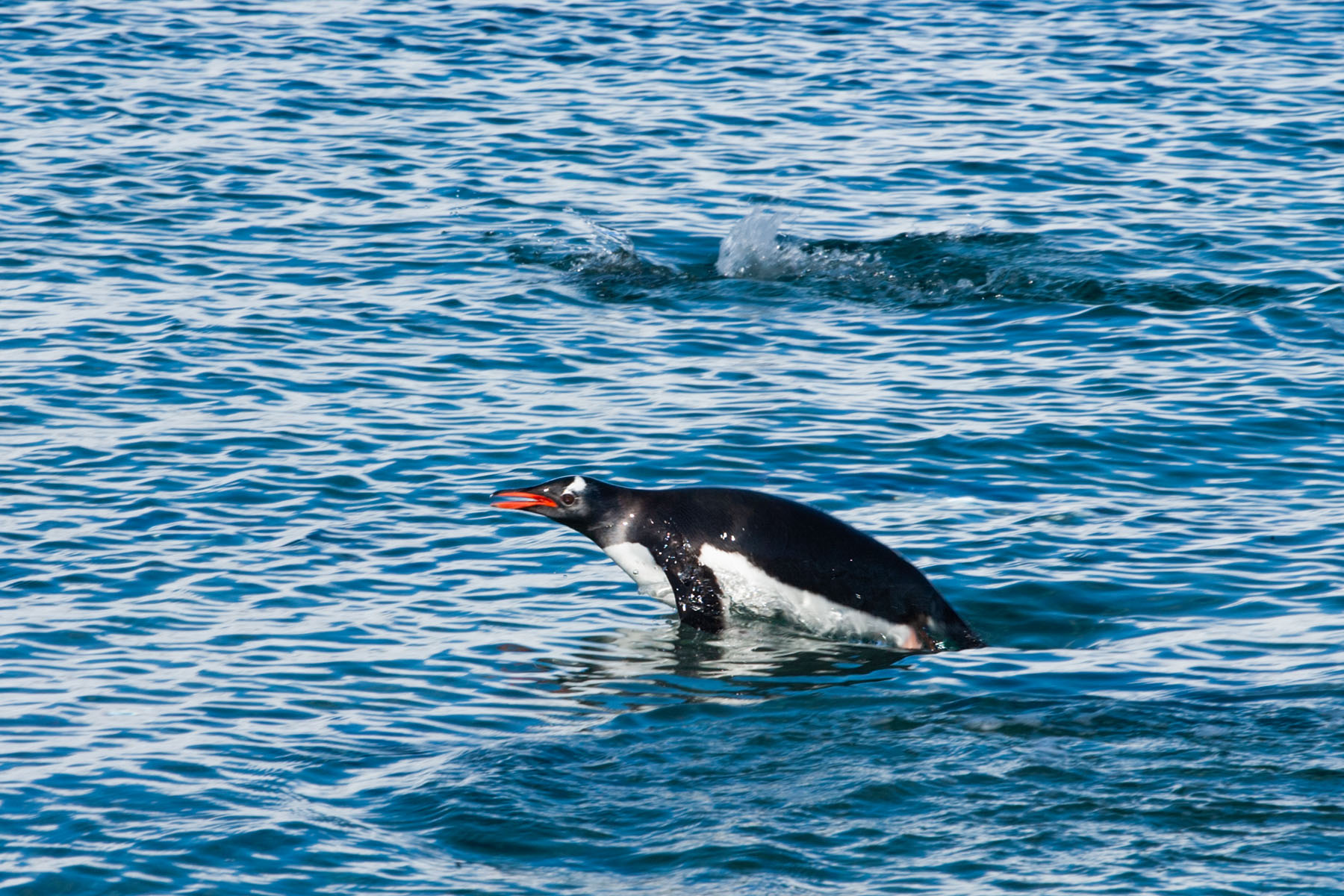 Gentoo flying through the water, Neko Harbor on the Antarctic continent.  Click for next photo.