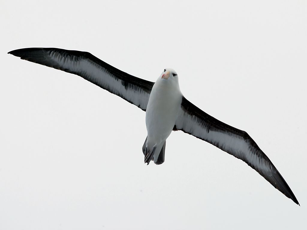 Albatross following the ship.  Click for next photo.