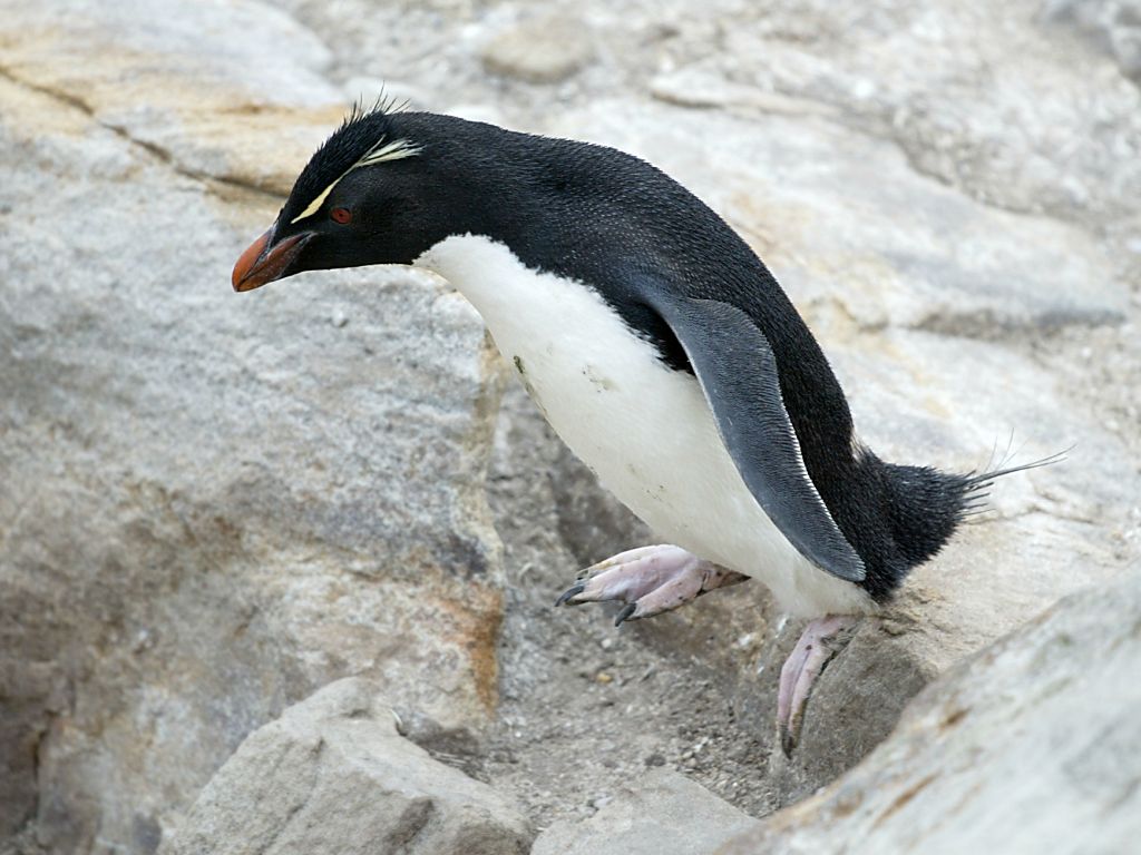 A rockhopper doing what rockhoppers do, hopping from rock to rock, New Island, Falklands.  Click for next photo.