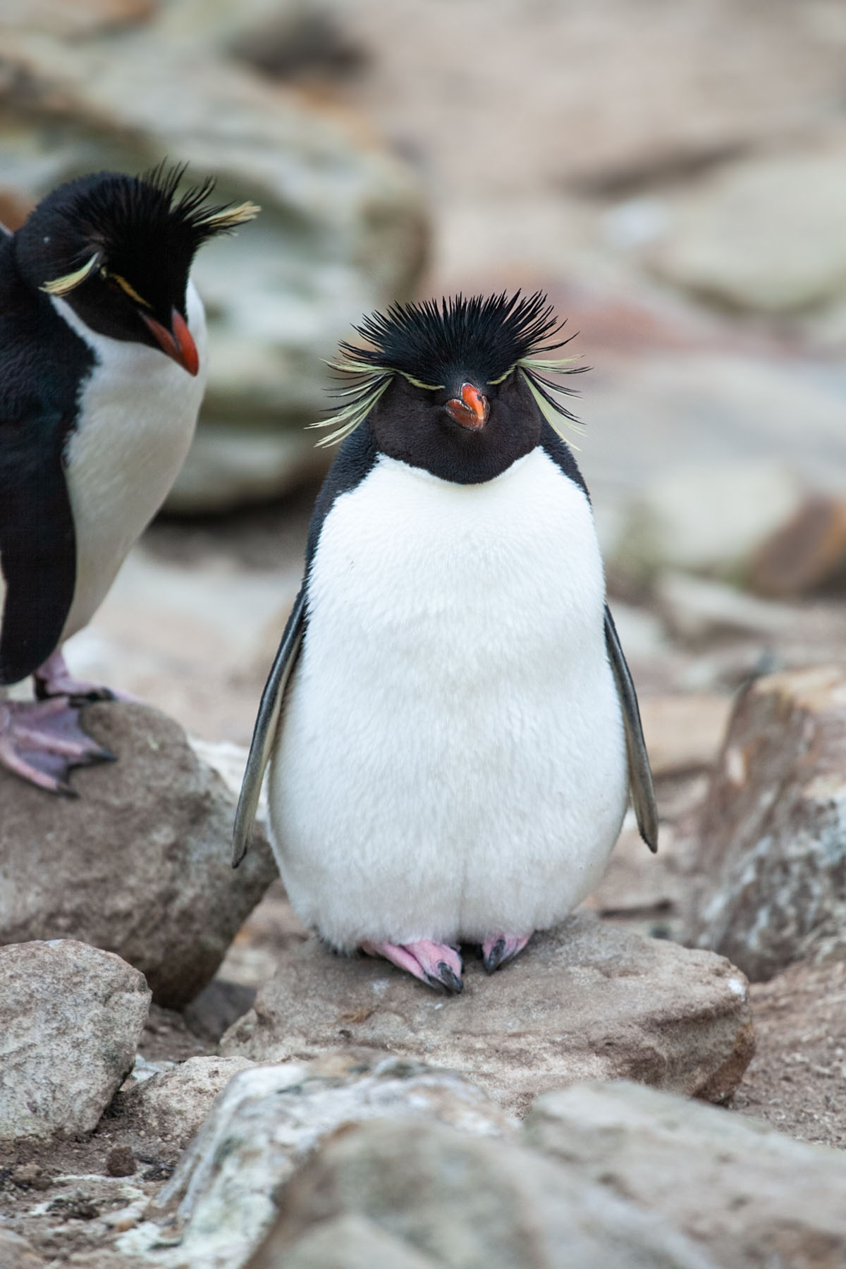 Rockhopper penguin, New Island, Falklands.  Click for next photo.