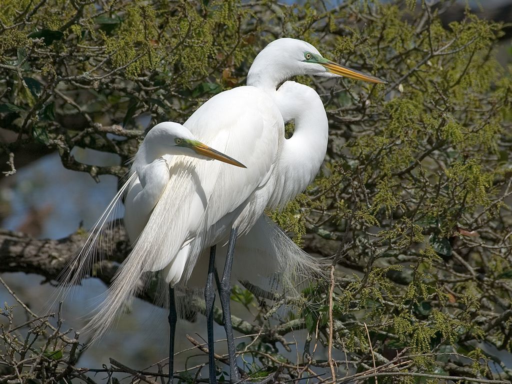 Egrets cocooning.  Click for next photo.