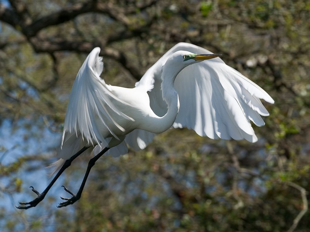 An egret takes a short flight to gather more twigs for the nest.  St. Augustine.  Click for next photo.