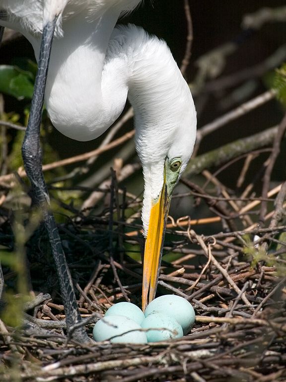 An egret takes a break from sitting on the eggs to turn the eggs and rearrange twigs. St. Augustine.  Click for next photo.