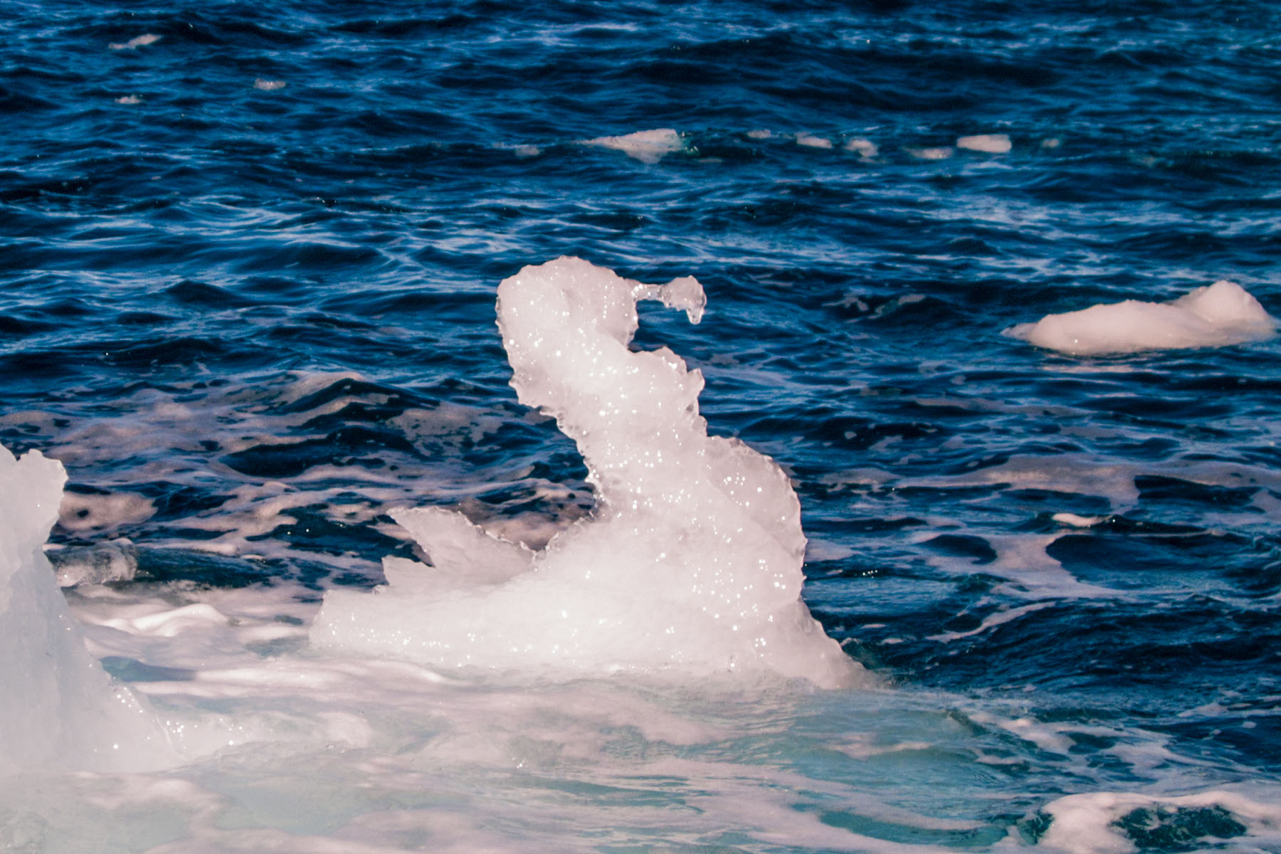 This portion of a melting iceberg looks like a bird or a seahorse.  Click for next photo.