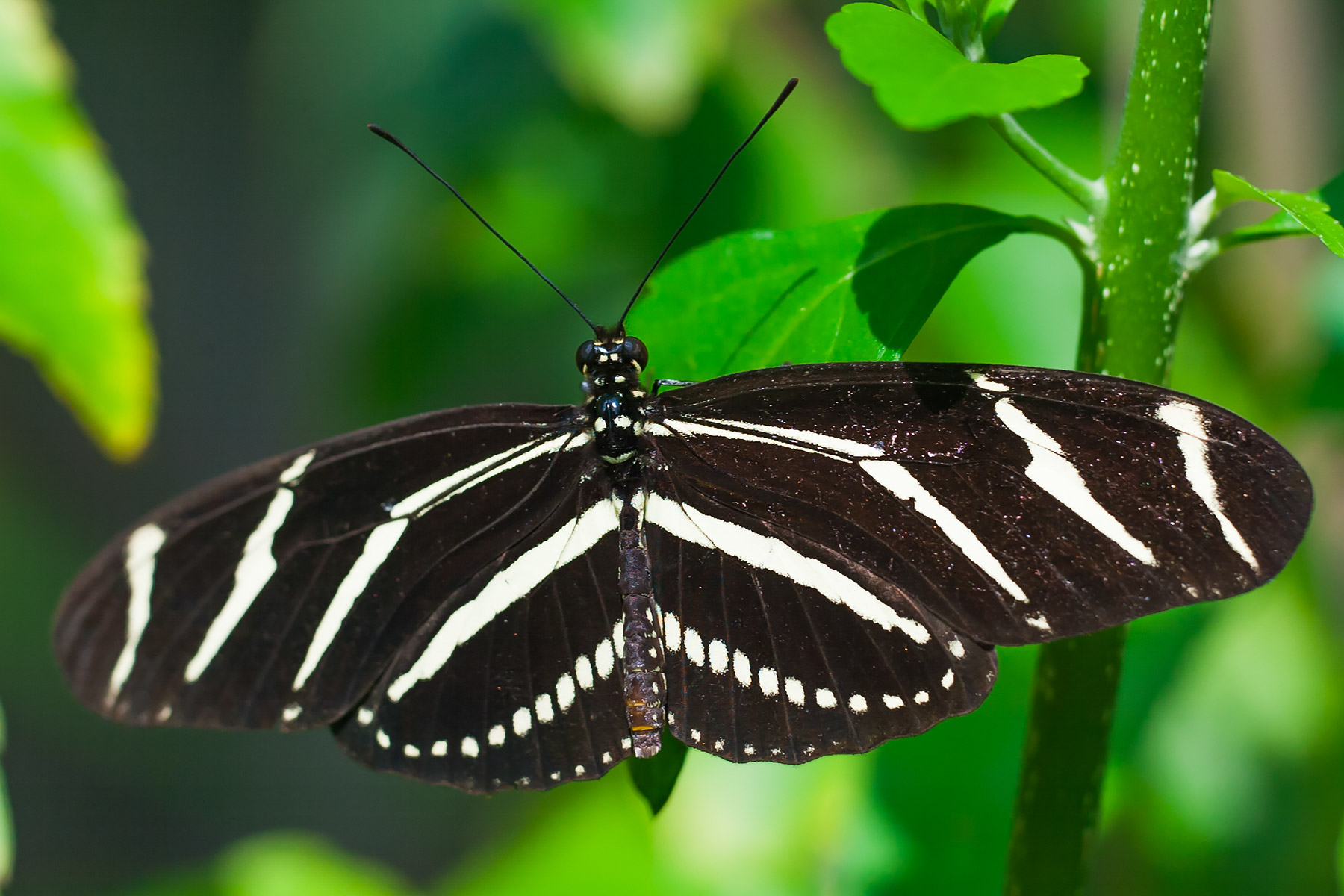 Butterfly house at Sanibel-Captiva, Florida.  Click for next photo.