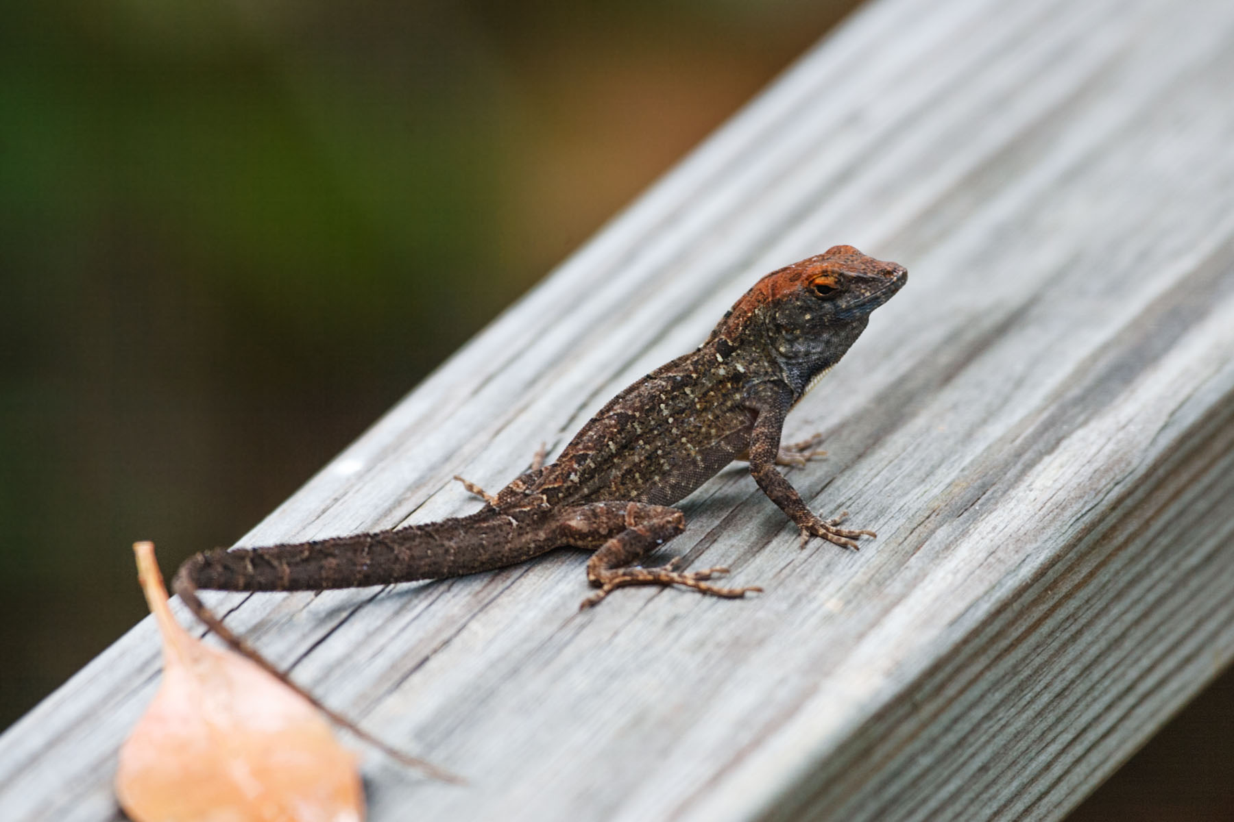 Lizard, Florida.  Click for next photo.