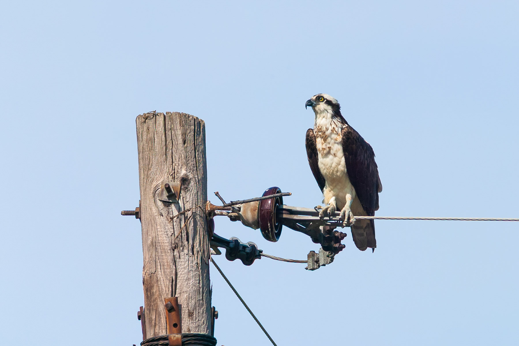Osprey at Eastern Neck National Wildlife Refuge near Rock Hall, Maryland.  Click for next photo.
