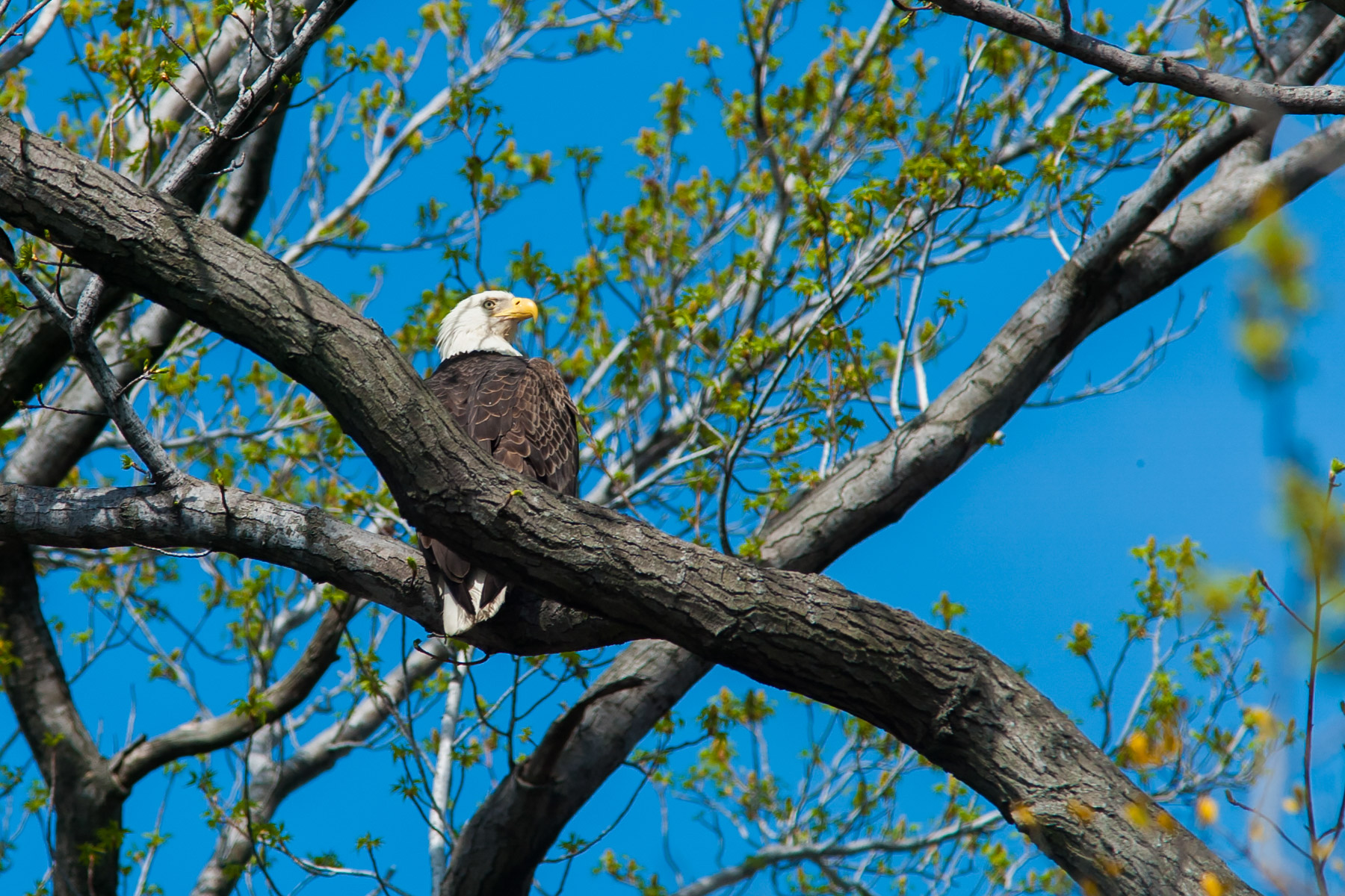 Eagle at Eastern Neck National Wildlife Refuge near Rock Hall, Maryland.   Click for next photo.