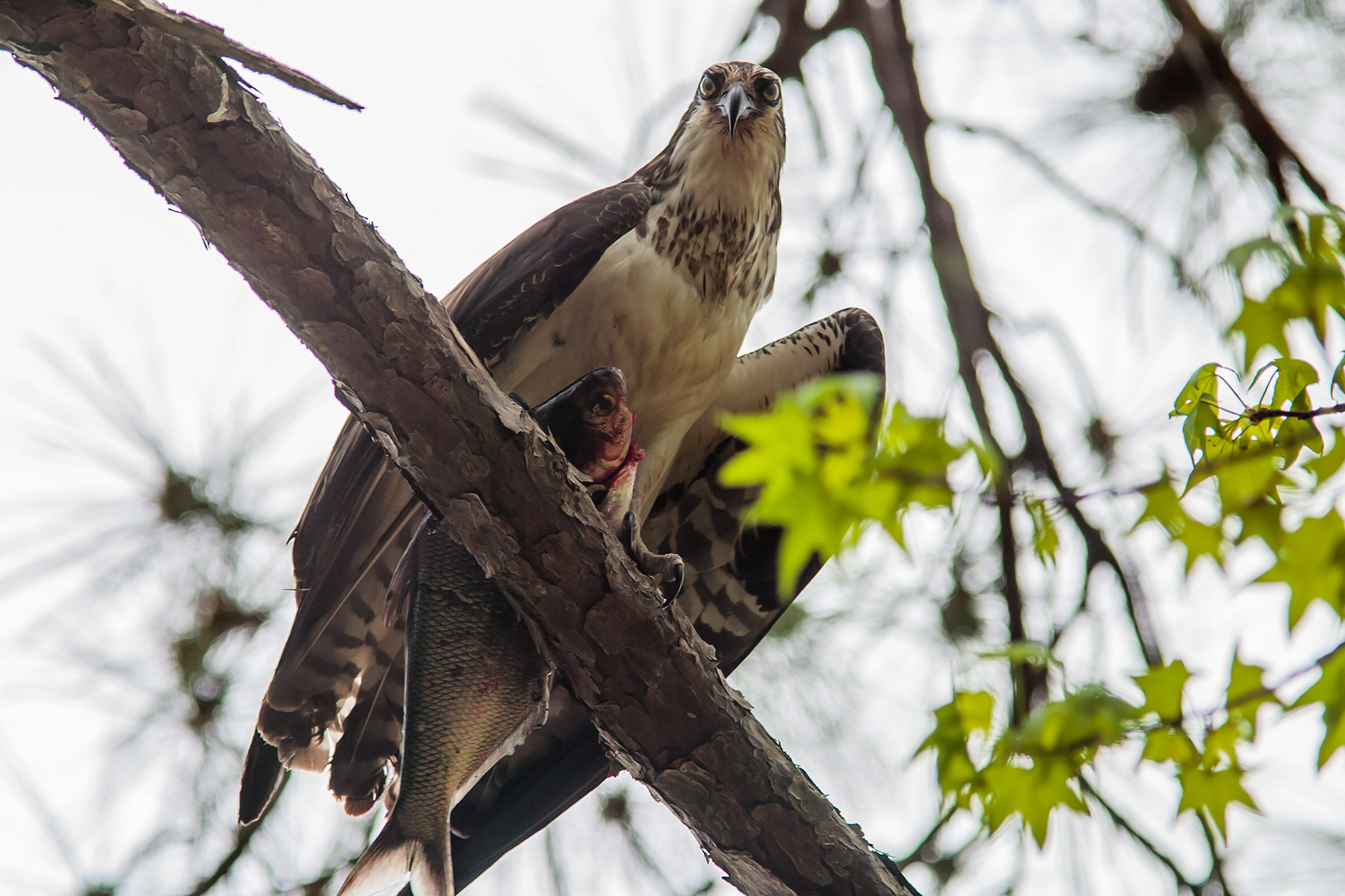 Osprey with a fish, Blackwater NWR, Maryland.  Click for next photo.