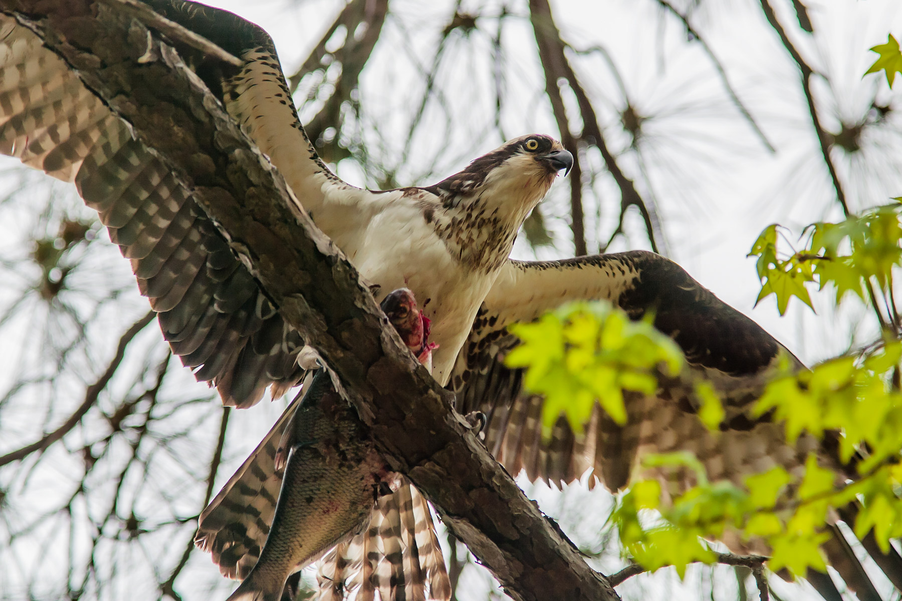 Osprey with a fish at Blackwater National Wildlife Refuge near Cambridge, Maryland. I was on a trail and heard a crash in the tree above me. It was the osprey landing with this big fish, still thrashing around.  Click for next photo.