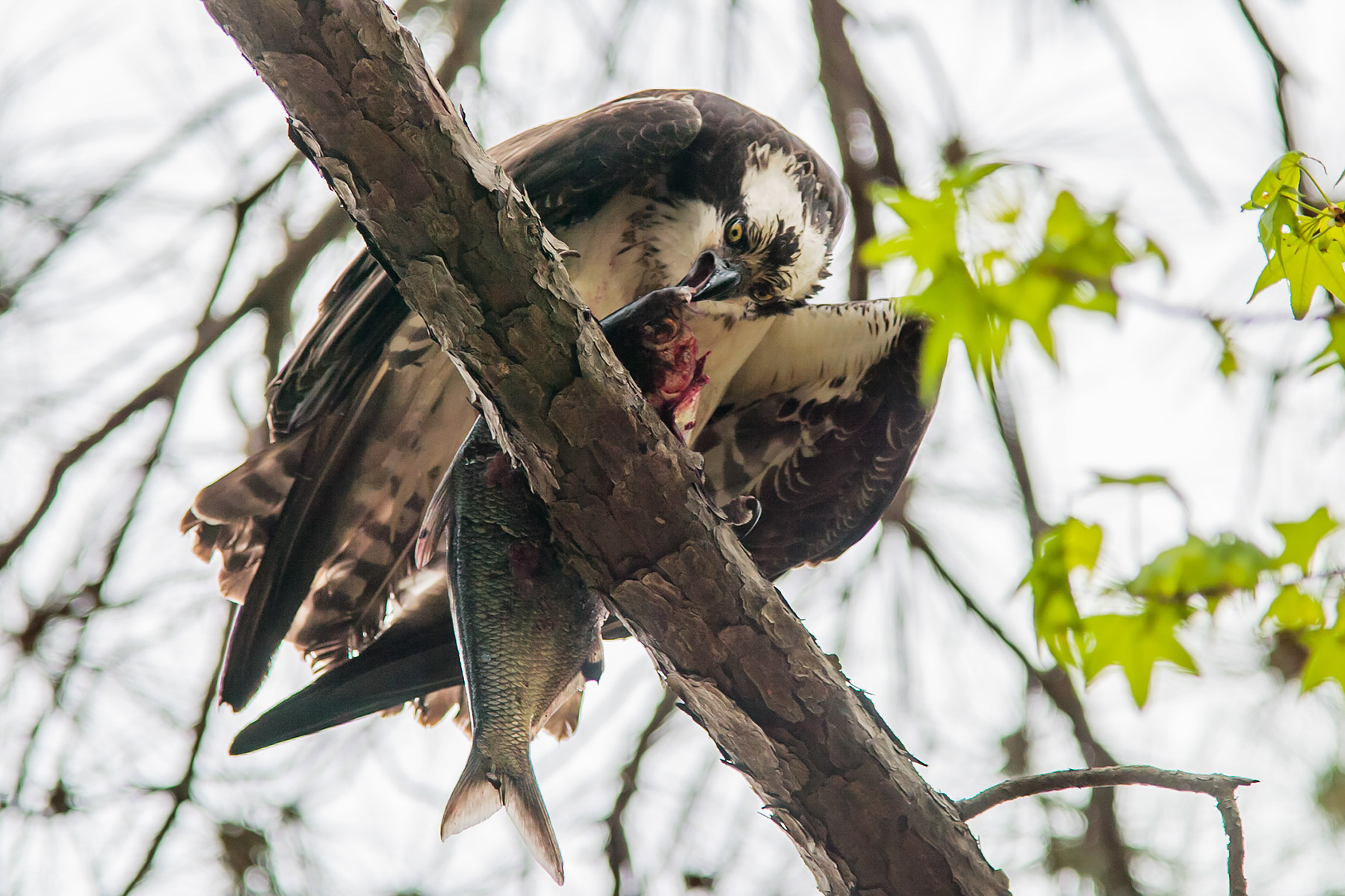 Osprey with a fish, Blackwater NWR, Maryland.  Click for next photo.