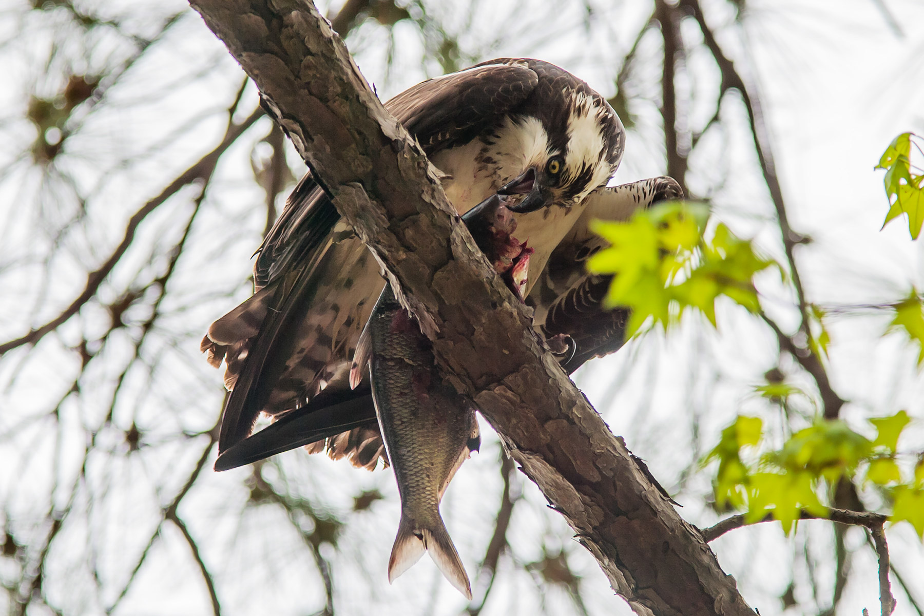 Osprey with a fish, Blackwater NWR, Maryland.  Click for next photo.
