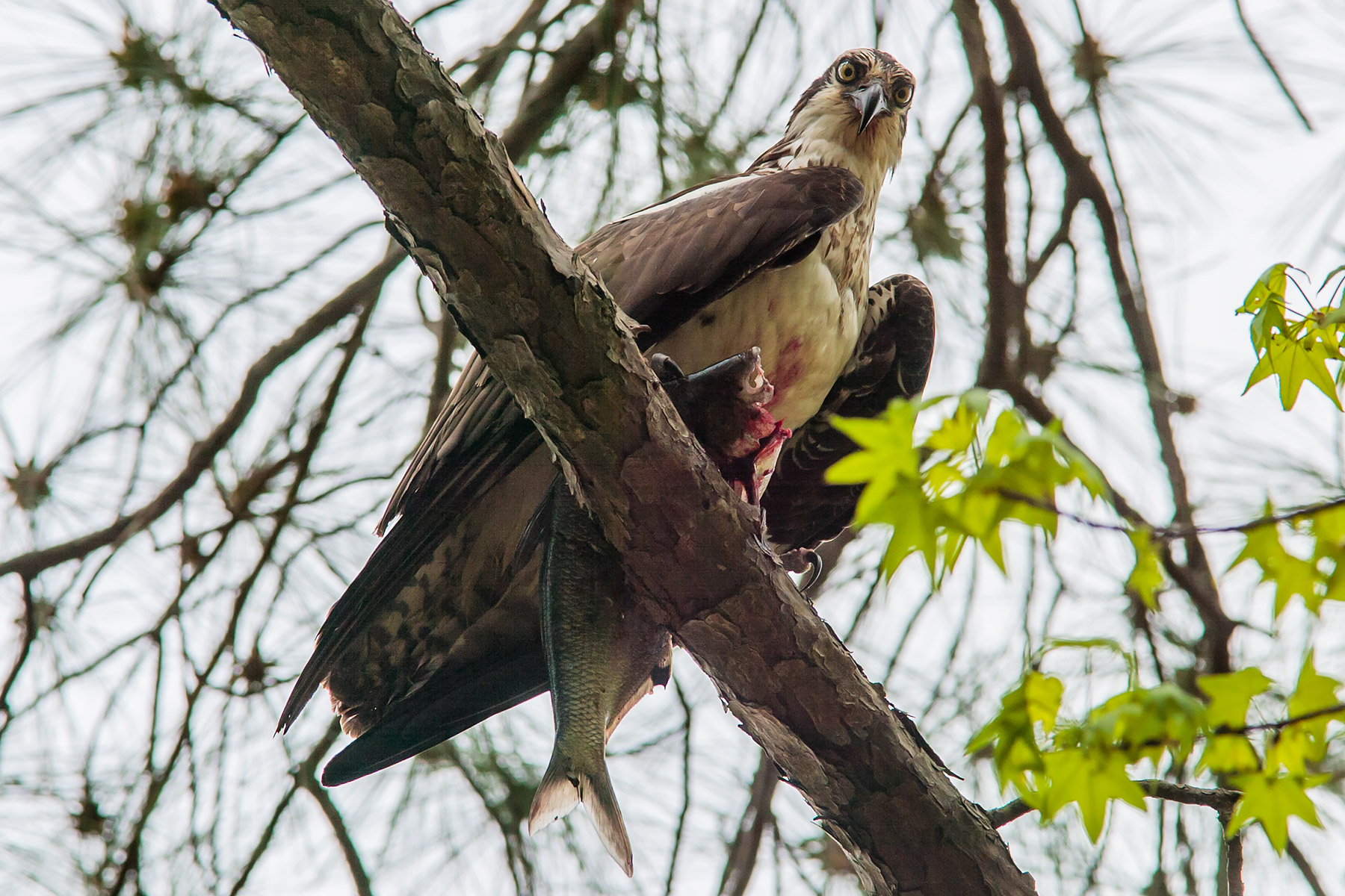 Osprey with a fish, Blackwater NWR, Maryland.  Click for next photo.