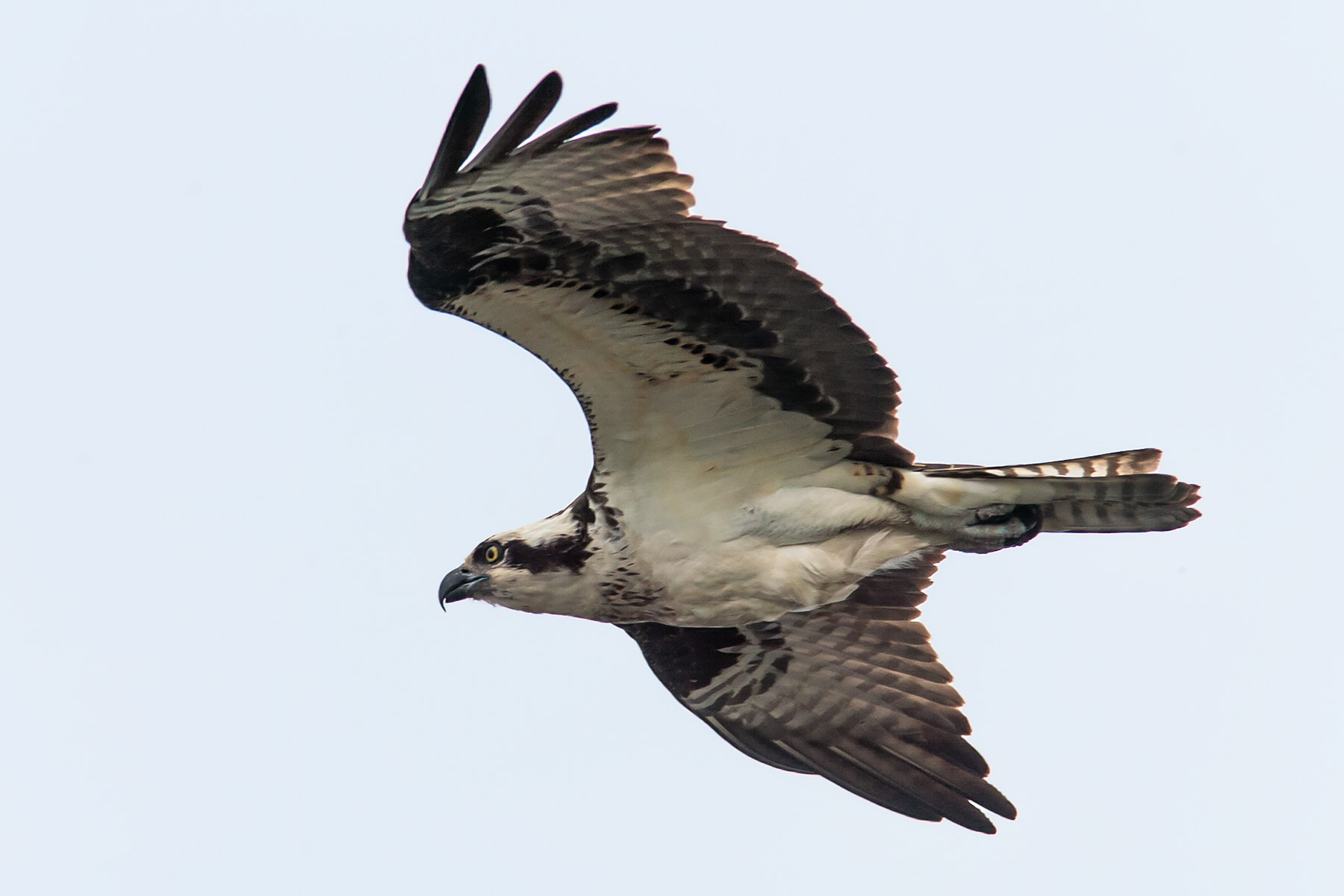 Osprey, Blackwater NWR, Maryland.  Click for next photo.