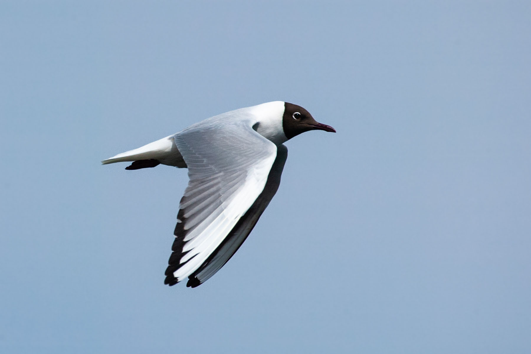 I think this is a Laughing Gull.  Click for next photo.