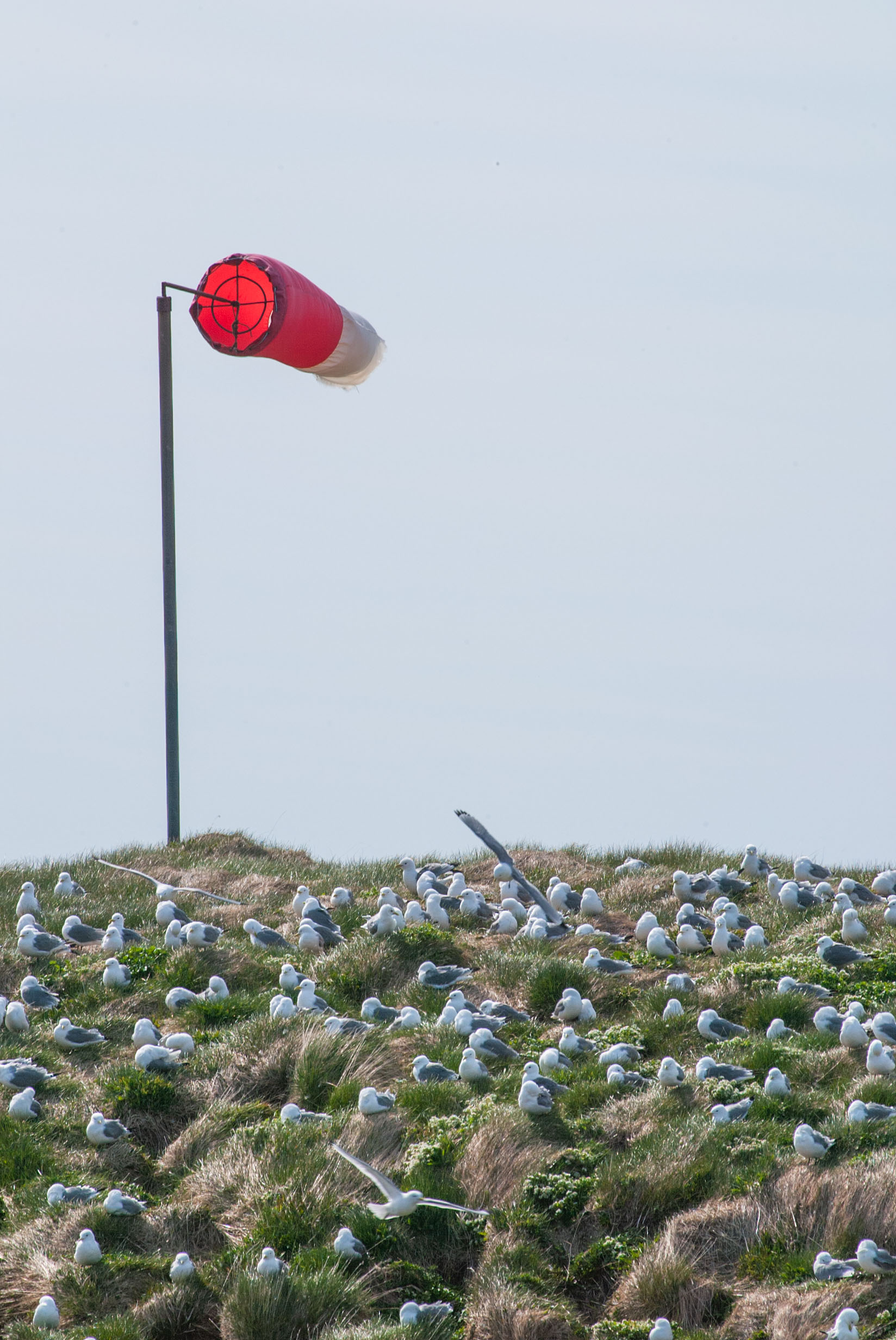 Two things about this shot from Grimsey: The wind sock is standing straight out, and there are birds everywhere.  Click for next photo.