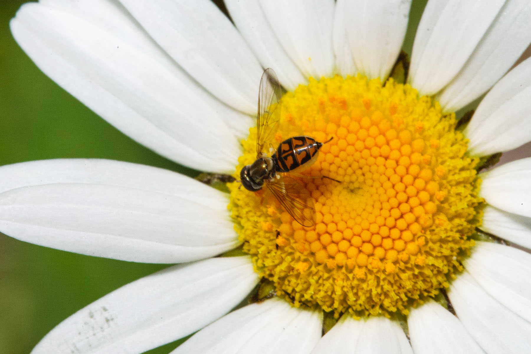 Bug on a daisy.  Click for next photo.