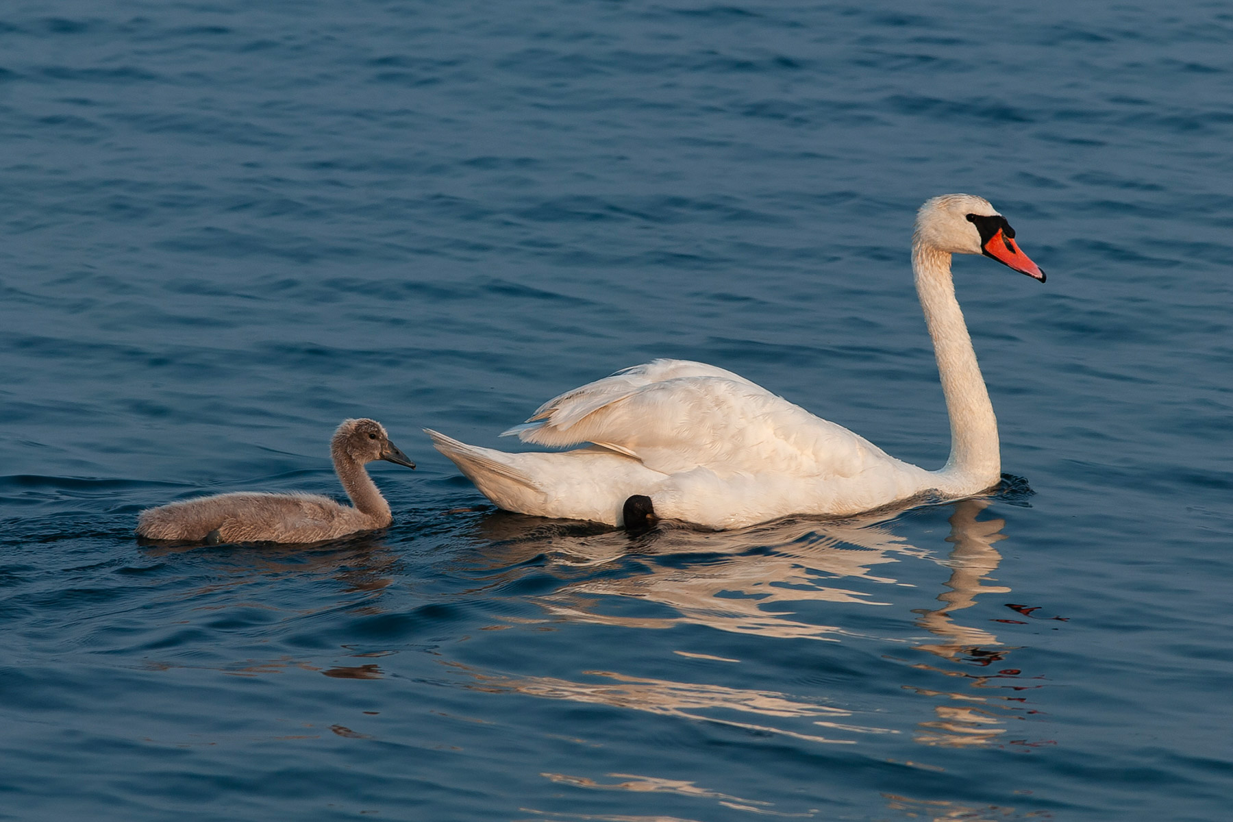 Swan and little one, Rhode Island  Click for next photo.
