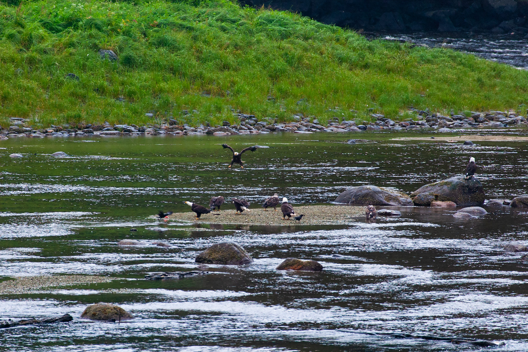 Not a great photo but there are eight bald eagles in this image taken near the boat landing at Anan Creek, Alaska.  Unfortunately our path didn't take us any closer.  Click for next photo.
