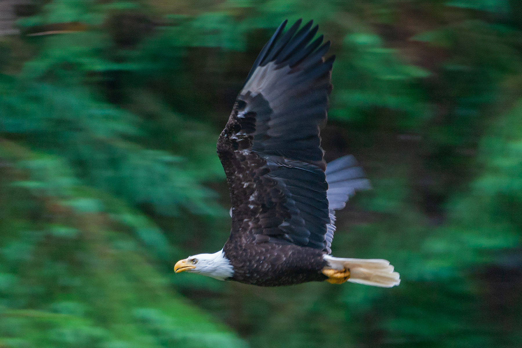 Eagle swoops down the canyon, Anan Creek, Alaska.  Click for next photo.