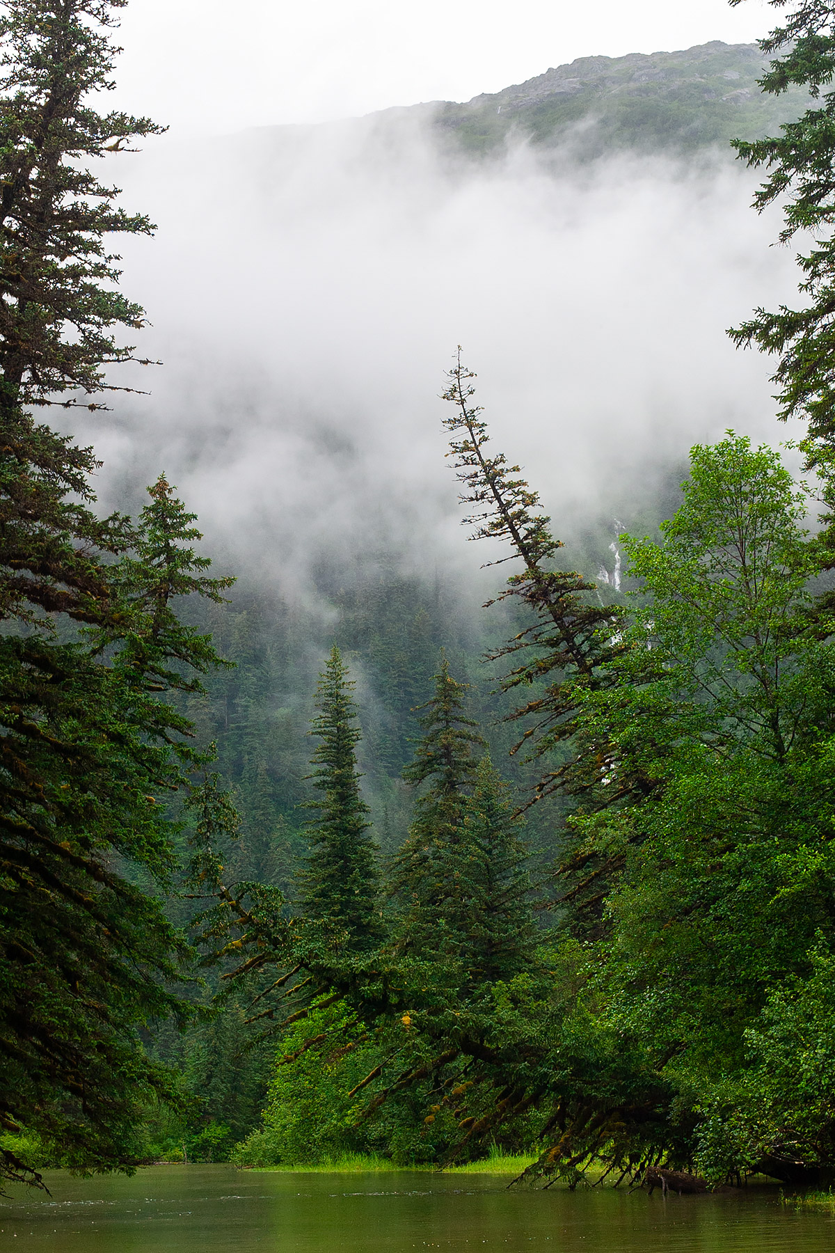 Trees hang over the Stikine River, Alaska.  Click for next photo.