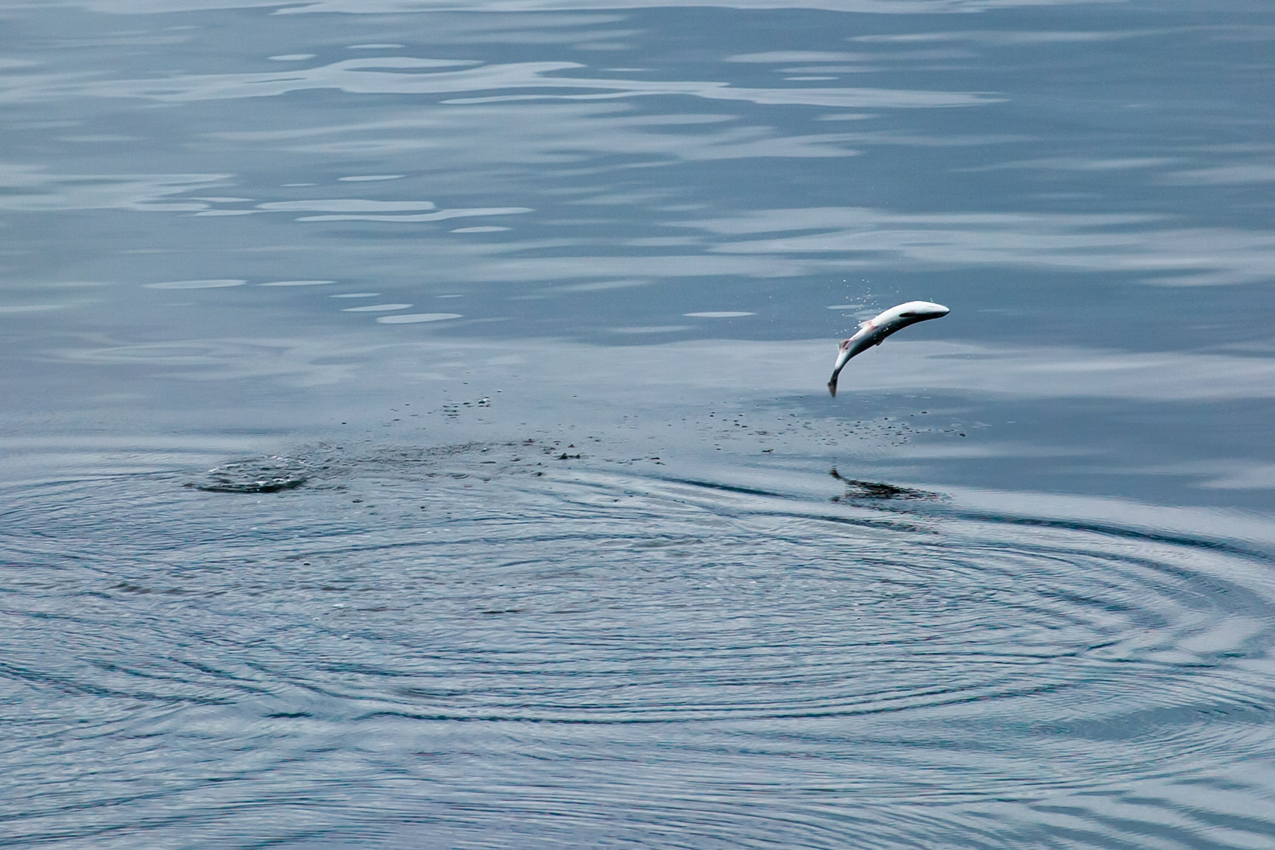Not much to do on the ferry from Wrangell to Ketchikan, Alaska, except watch salmon jumping.  Click for next photo.